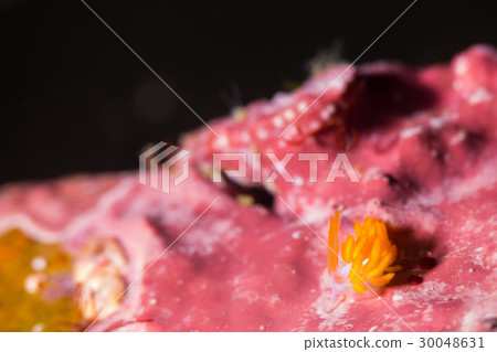 One of the small eyes of the Minnow 30048631