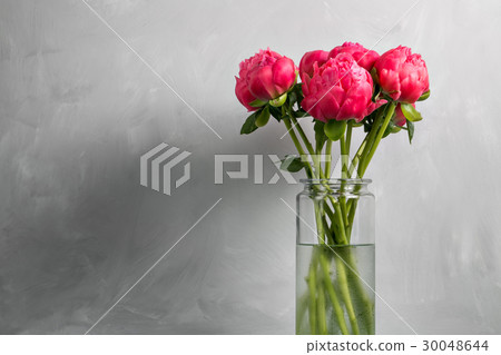 Bouquet of fresh coral peony flowers in glass vase 30048644