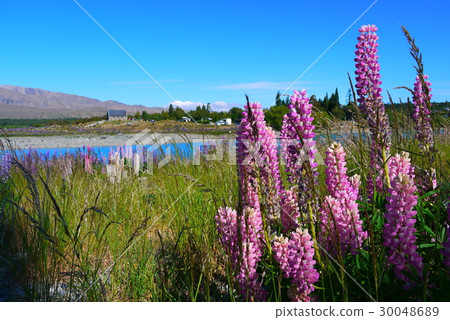 Lupine and Tekapo Lupine and Tekapo 30048689