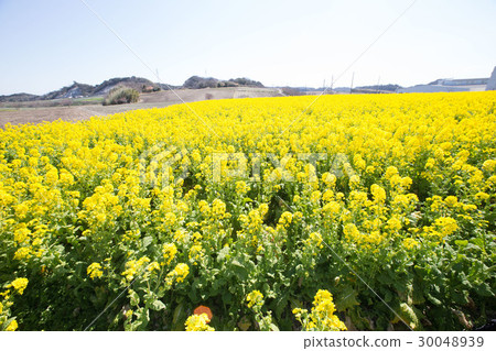 Rapeseed field of Minamichita-cho 30048939