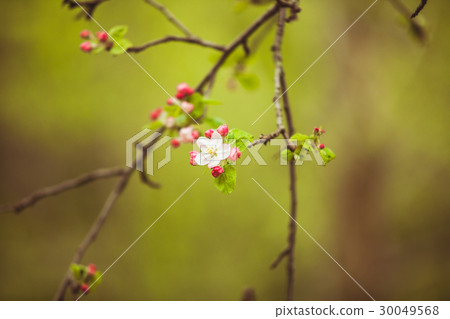 Branches of apple tree  30049568