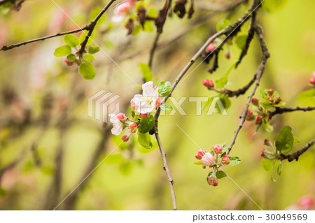 Branches of apple tree  30049569