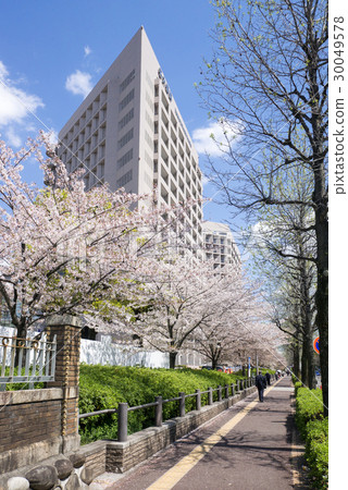 Cherry blossom trees in front of the major hospital (Nagoya University Medical School affiliated hospital) 30049578
