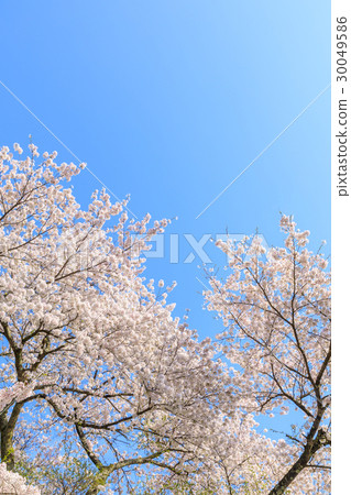 Cherry blossoms in full bloom Cherry blossoms in full bloom 30049586