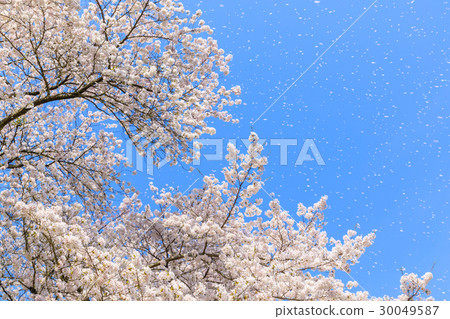 Cherry blossom petals fly in the wind Cherry blossom petals fly in the wind 30049587