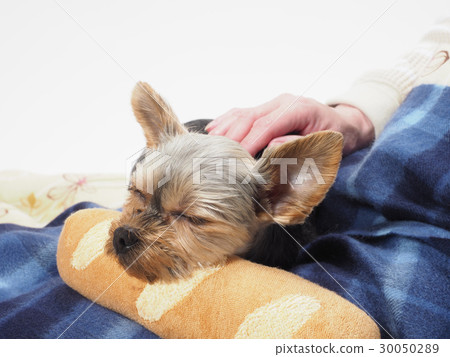 Yorkshire terrier sleeping on the knee 30050289