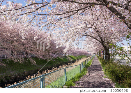 名古屋市北區城市風景黑川交界處沿著縣道102號線在黑川的櫻花排附近 30050498