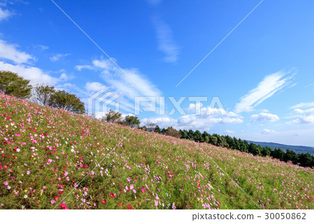 Cosmos field @ Shirakigami, Isahaya city, Nagasaki prefecture 30050862