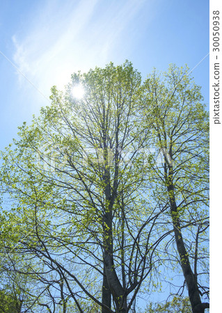 Fresh green of lily tree Fresh green of lily tree 30050938