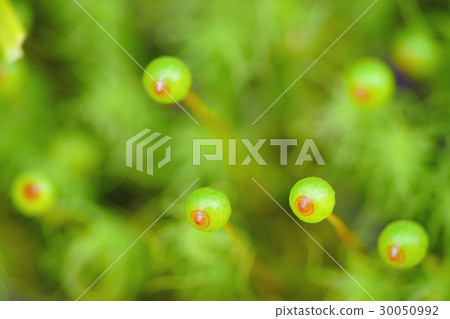 Moss (macro) Moss (macro) 30050992
