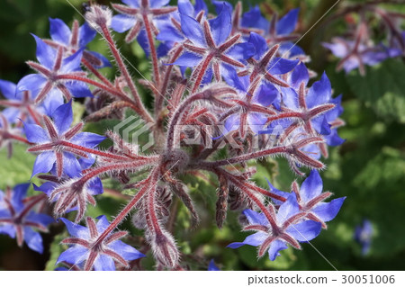 堀江又名星花02 堀江又名星花02 30051006