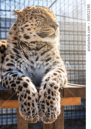 Portrait of the leopard Portrait of the leopard 30052290