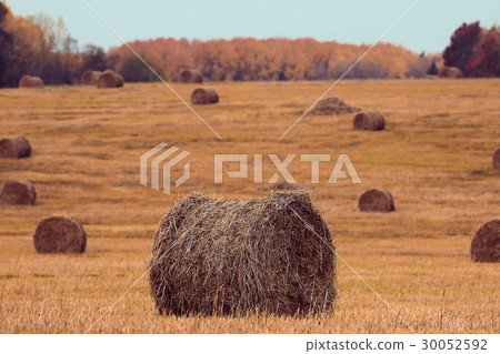 landscape haystacks in a field of autumn village landscape haystacks in a field of autumn village 30052592
