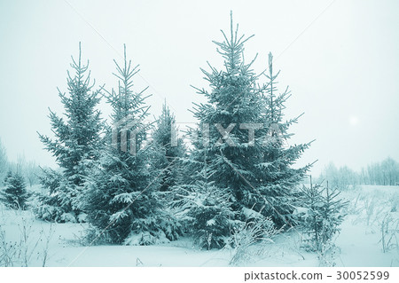 snowy winter landscape in the Christmas forest 30052599