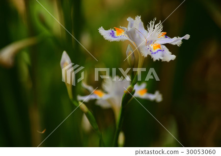 Budding flowers in the shade 30053060
