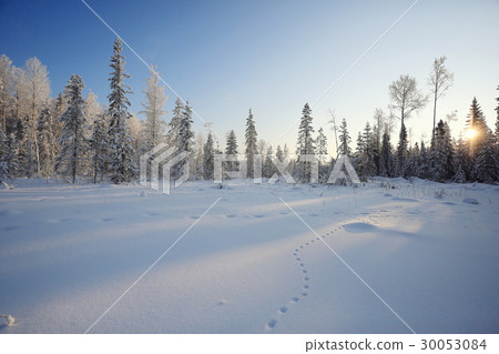 winter cold day fir forest landscape 30053084
