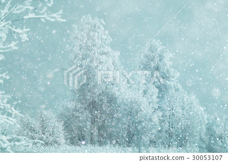 snowy winter landscape in the Christmas forest 30053107