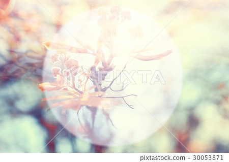 frame for text background transparent blurred tree branches spring 30053871