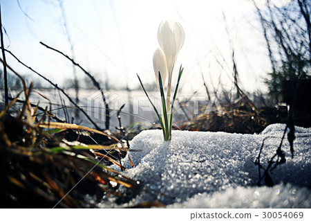 snowdrops first white crocus wild flowers spring snow 30054069