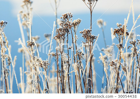 Fresh snow winter background in nature 30054438