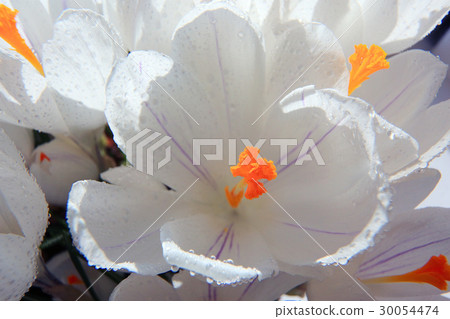 white crocus spring flowers small wild white crocus spring flowers small wild 30054474