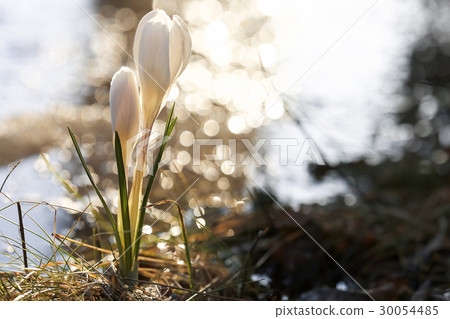 The first snowdrops on the spring meadow The first snowdrops on the spring meadow 30054485