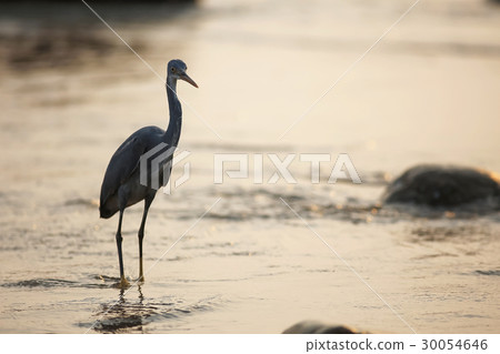 A bird is walking on the beach 30054646