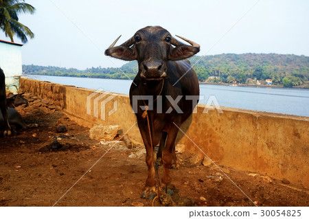 A cow on a leash 30054825