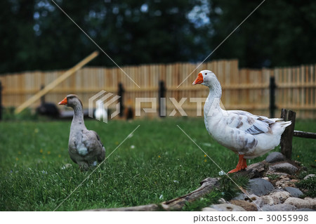 Geese and sheep on a farm Geese and sheep on a farm 30055998