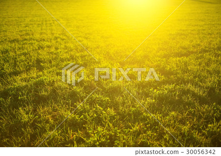 Grass under the rays of the sun Grass under the rays of the sun 30056342