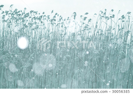 winter field dry gdass snow 30056385