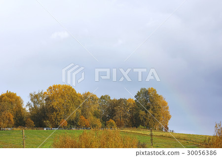 Bushes growing in a field Bushes growing in a field 30056386