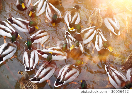 Ducks swimming in a pond Ducks swimming in a pond 30056452