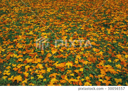 Fallen leaves lie on the ground 30056557