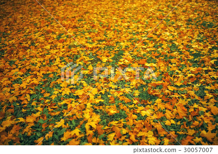 Fallen leaves lie on the ground 30057007