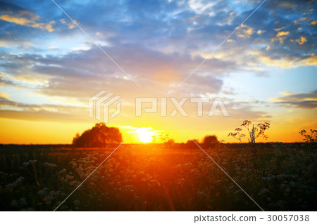 Grass in the field in the evening Grass in the field in the evening 30057038