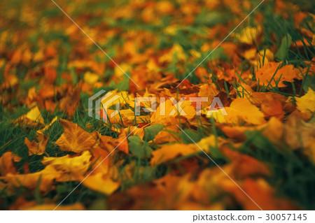 Fallen leaves lie on the ground Fallen leaves lie on the ground 30057145