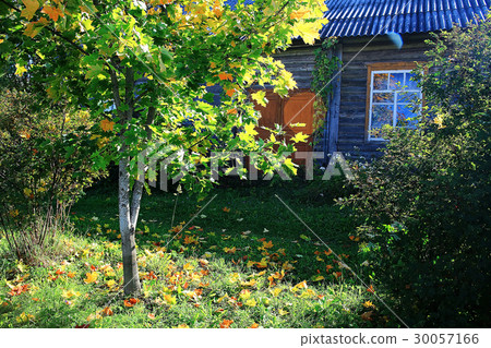 Spring trees with young leaves and buds Spring trees with young leaves and buds 30057166