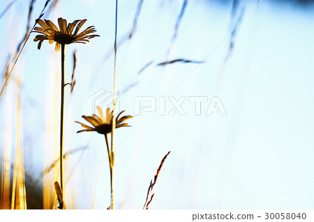 Flowers on a green meadow Flowers on a green meadow 30058040