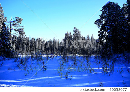 The road through the winter forest The road through the winter forest 30058077