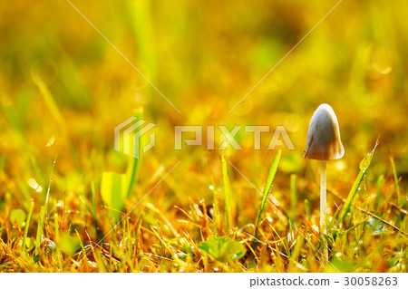 Poisonous mushrooms in the grass Poisonous mushrooms in the grass 30058263