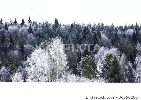 Snow-covered winter russian forest Snow-covered winter russian forest 30058266