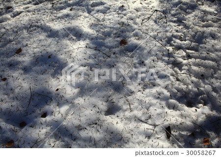 leaves needles on the snow background leaves needles on the snow background 30058267