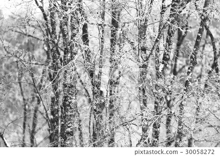 Snow-covered winter russian forest Snow-covered winter russian forest 30058272