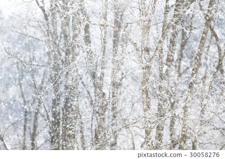 Snow-covered winter russian forest Snow-covered winter russian forest 30058276