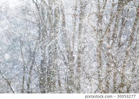 Snow-covered winter russian forest Snow-covered winter russian forest 30058277