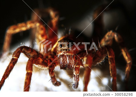 Large spider in the wild Large spider in the wild 30058298