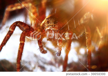 Large spider in the wild Large spider in the wild 30058300