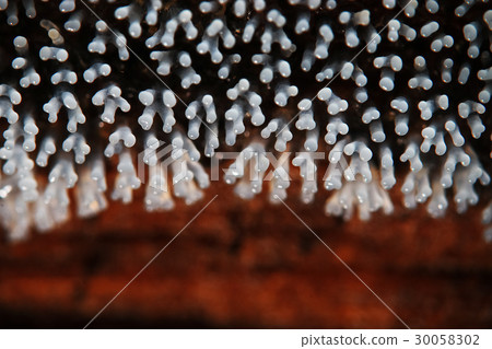 Coral mushroom on a tree 30058302