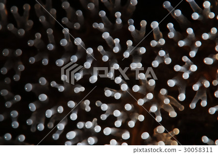 Coral mushroom on a tree 30058311